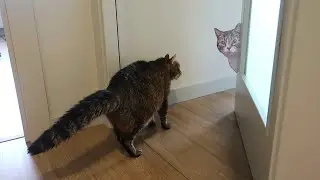 IMITANDO VÍDEOS 3