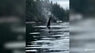 'Magical experience': Kayaker stunned by orcas in North Vancouver