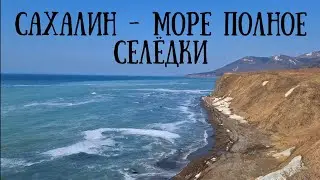 Сахалин - селёдка пошла на нерест, море кипит от рыбы 