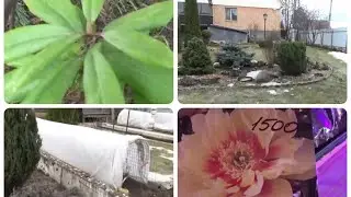 Дача Конец марта Обзор растений после снятия укрытий Хвойные Рододендроны Розы.Гортензии.Новые пионы