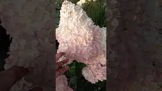 Ванила Фрайз подрумянилась#flowers#гортензия#garden#модныйсад