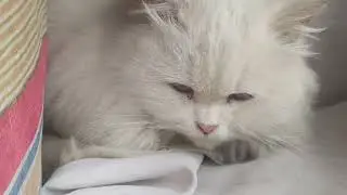 New Cat in our Home | First Vlog of Anar Kali 😻 | Cats Tv