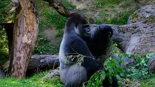 mating with Gorilla 🦍🦍