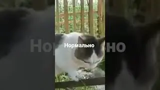 Нормальный кот