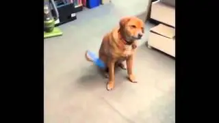 Dog Fails   Приколы и неудачи с собаками #1