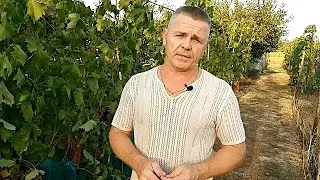 Неприемлемый инсектицид на винограднике.