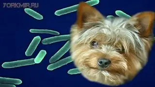 Столбняк у собак | Причины | Симптомы | Лечение.