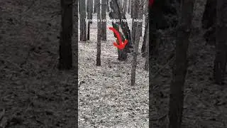 Жена глухаря парит яйца | Тетёрка в гнезде | живу в глуши | среди зверей