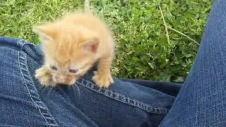 Little Explorer