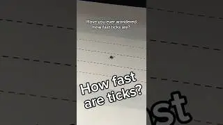Which tick is the fastest? Let’s have a race and find out! #pennstateuniversity #arachnid #racing