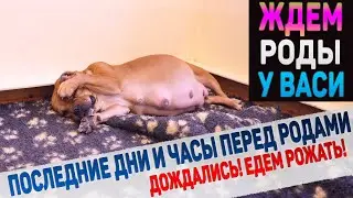 Как проходят последние дни беременности у собаки. Ждем щенков Американского Булли от нашей Васи!