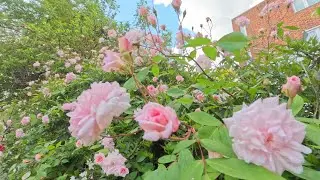 Pretty Pink Roses | David Austin Rose