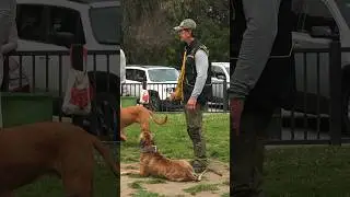Obedience Under Distractions - serious dog training! 