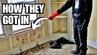 Getting rid of Raccoons! DIY Pest Contol