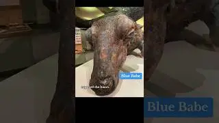 Blue Babe: 36,000 Year Old Steppe Bison #Mummy #history #viralshort #fyp #goviral #foryoupage