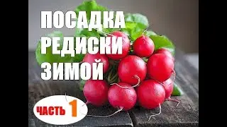 Редиска в теплице зимой