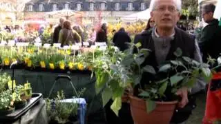 Le physalis, conseils de culture