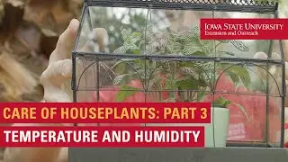 Care of Houseplants, Part 3: Humidity and Temperature