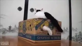 Самые смешные видео про котов Супер приколы!