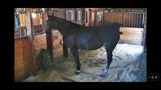 horse poop