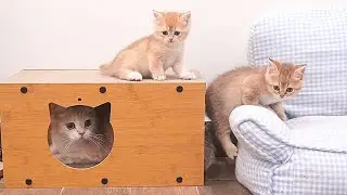 Mom cat playing with her kittens, jumping on each other one after another, was so cute...