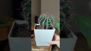 Можно ли растить кактусы на северном окне? 