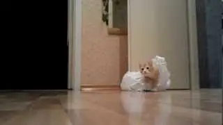 Кот и пакет