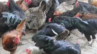 How Poultry Farm Make Million Eggs and Meat - Inside Modern Chickens Farm - Poultry Farm 4KHD VIDEO