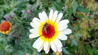 How to Grow Chrysanthemums from Seed