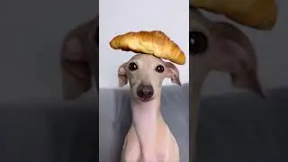 I want a tea and a croissant 🥐 #goodmorning #animals