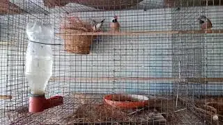 Longtailed Finches ka breeding setup