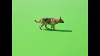 german shepherd dog walking green screen