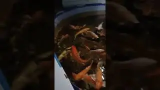 Карпы в аквариуме 