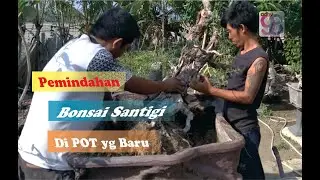 Proses ganti pot santigi