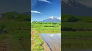 Nature | Paddy agriculture farming #shorts