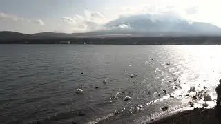 山中湖の白鳥 VII (Swans in Lake Yamanaka) 2022.3.24