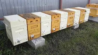 ПРОДОЛЖАЮ ДЕЛАТЬ ОТВОДКИ ГОТОВЛЮСЬ К ПРИЕЗДУ ВТОРОЙ ПАРТИИ МАТОК