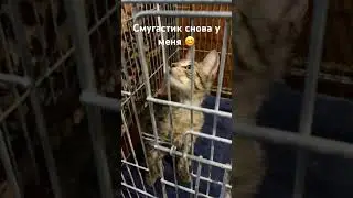 СМУГАСТИК СНОВА у МЕНЯ #житомир #кошкииринышевчук #иринашевчуккотики #жизньскошками