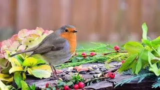 Robin Redbreast