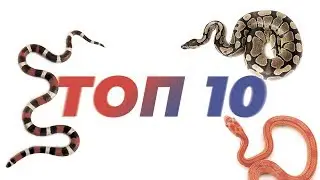 TOP 10 Snakes for keeping at home.