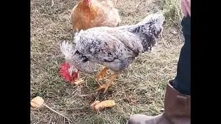 Cream Legbar rooster has overly dramatic reaction to anti-crowing collar.