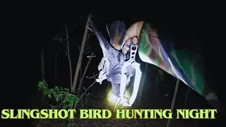 Slingshot birds hunting night Hunting birds with slingshot