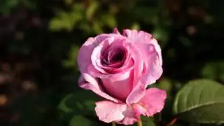 Самые новые русские песни и видео онлайн