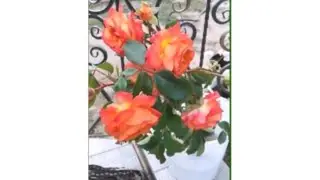 Как посадить розу в своем саду