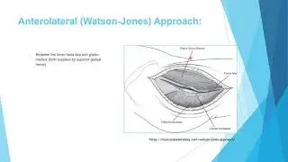 Anatomy 1