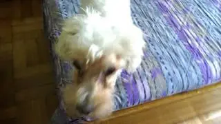 Charlie, my dog