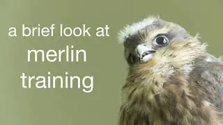 Merlin Training by Kites - Video by Littlebird BIG SKY Production