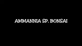 🌿Ammannia sp  bonsai🌿