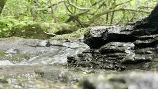 The Sounds of Hills Creek