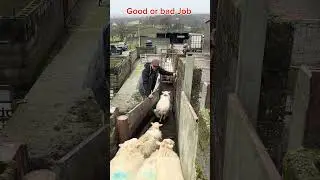 When things go wrong in the sheep world #sheepfarming #youtubeshorts #sheephusbandry